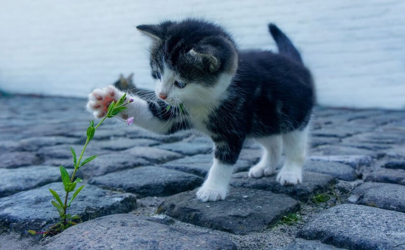 cat, flower, kitten