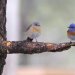 two blue bird perched on tree trunk